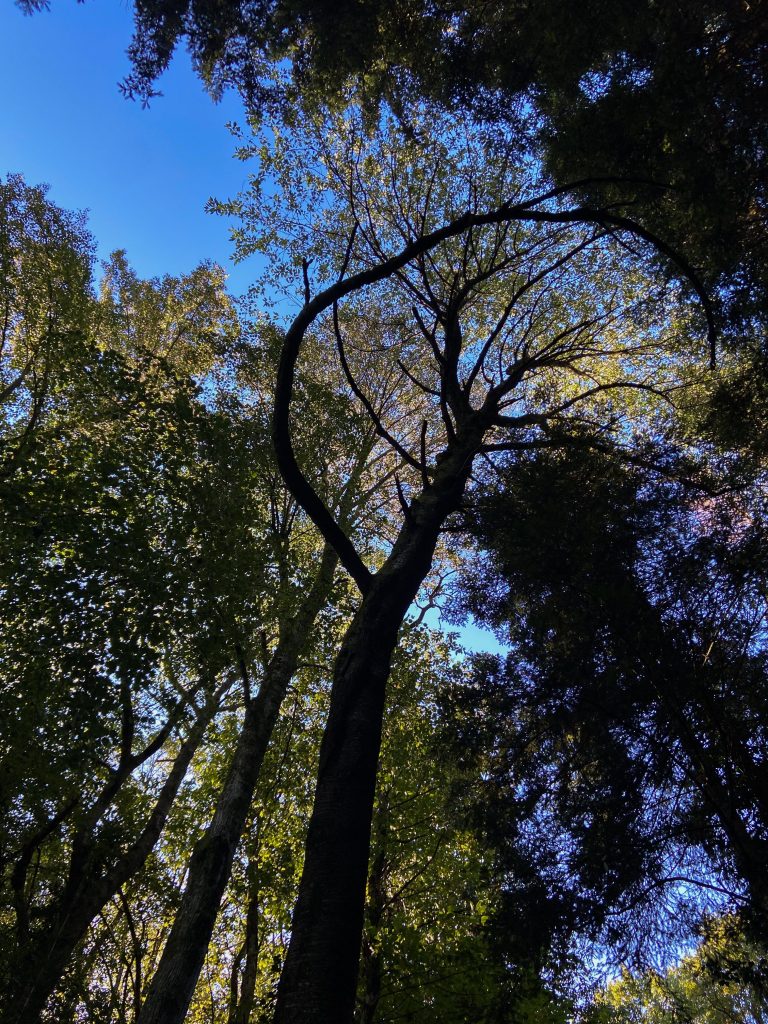 Lors de la fabrication d'un tambours, nous attachons les liens dans les arbres