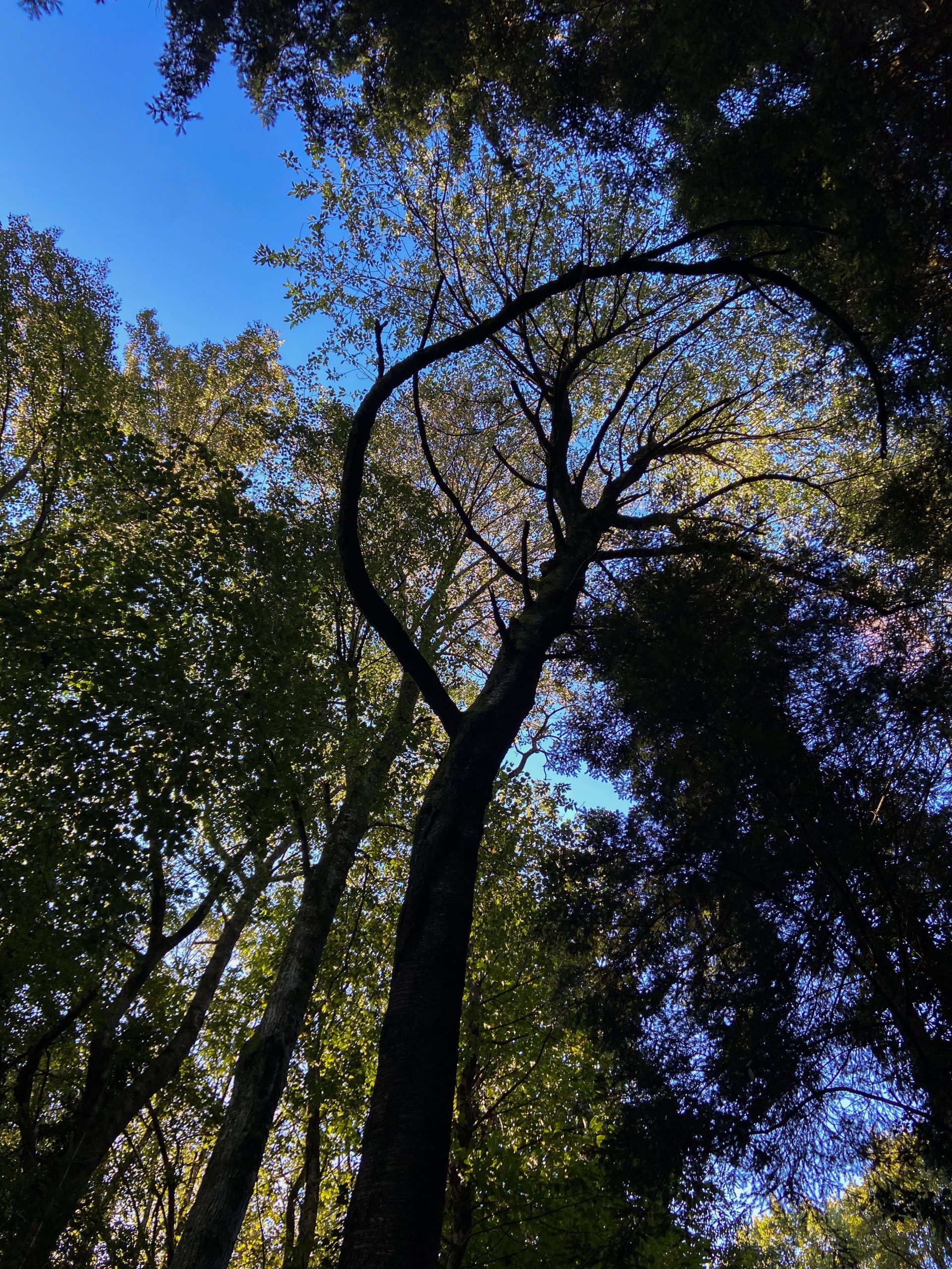 Lors de la fabrication d'un tambours, nous attachons les liens dans les arbres
